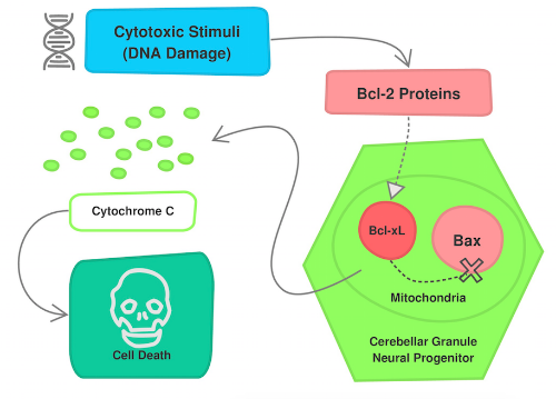 Apoptosis Pathway- Cytotoxic stimuli leads to activation of Bcl-2 proteins which interact with Bcl-xL. Bcl-xL can no longer inhibit active Bax, and Bax leads to release of cytochrome C, ultimately causing cell death. Flowchart adapted from Katie Veleta.