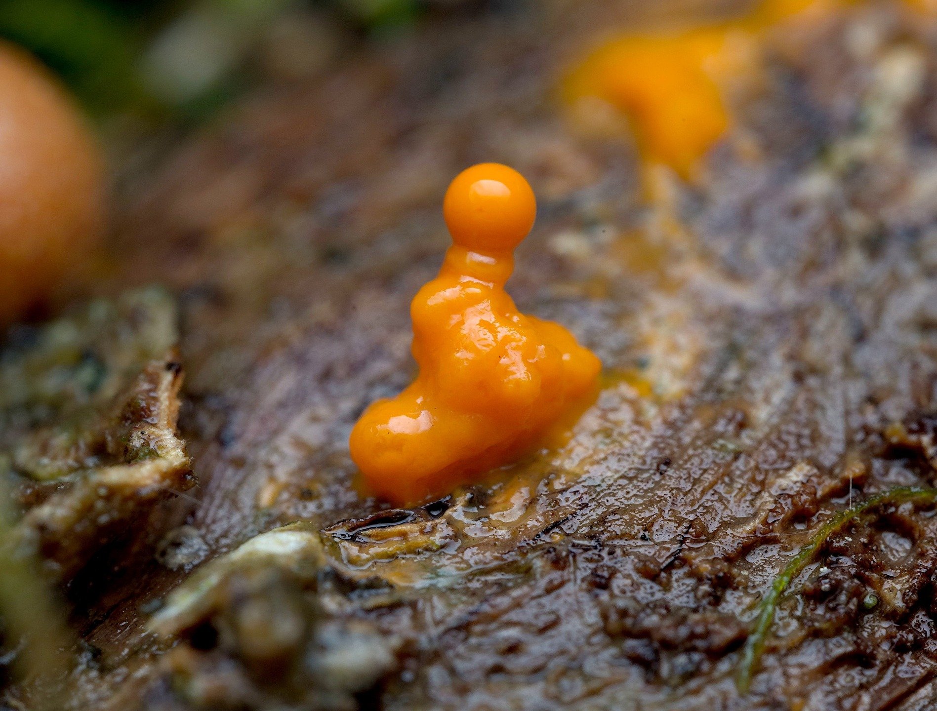 Cette fois-ci, pour compl&eacute;ter la semaine des champignons, je voulais partager des Fungi &ldquo;bonbons&rdquo;, comme je les appelle.

J&rsquo;adore leurs textures g&eacute;latineuses, &eacute;paisses et douces, qui me rappellent de bonnes fria