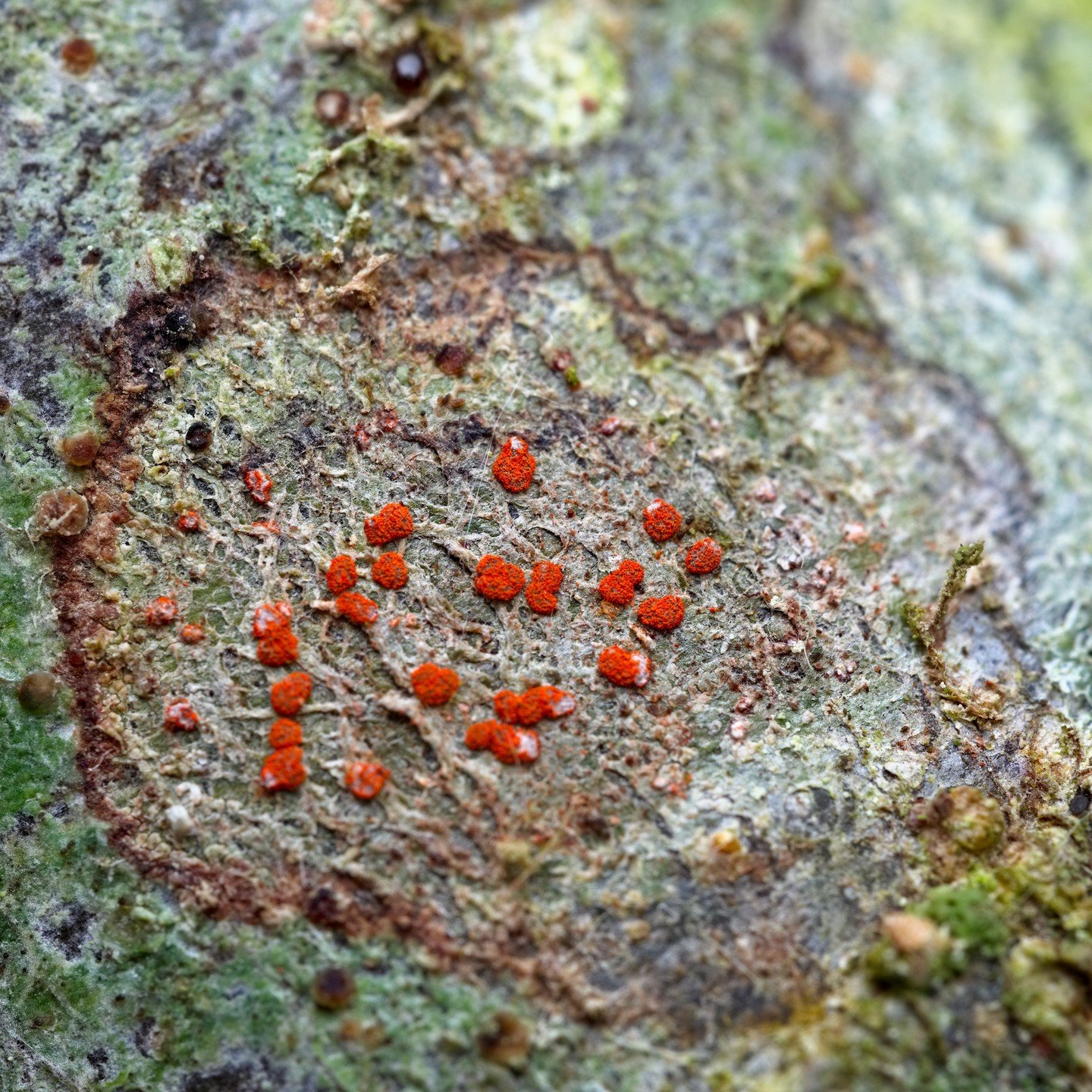 Encore des fungi, mais cette fois que des lichens! 
Comme expliqu&eacute; la derni&egrave;re fois, les lichens sont des organismes composites issue d'une symbiose permanente entre un champignon et un organisme capable de photosynth&egrave;se (cyanoba