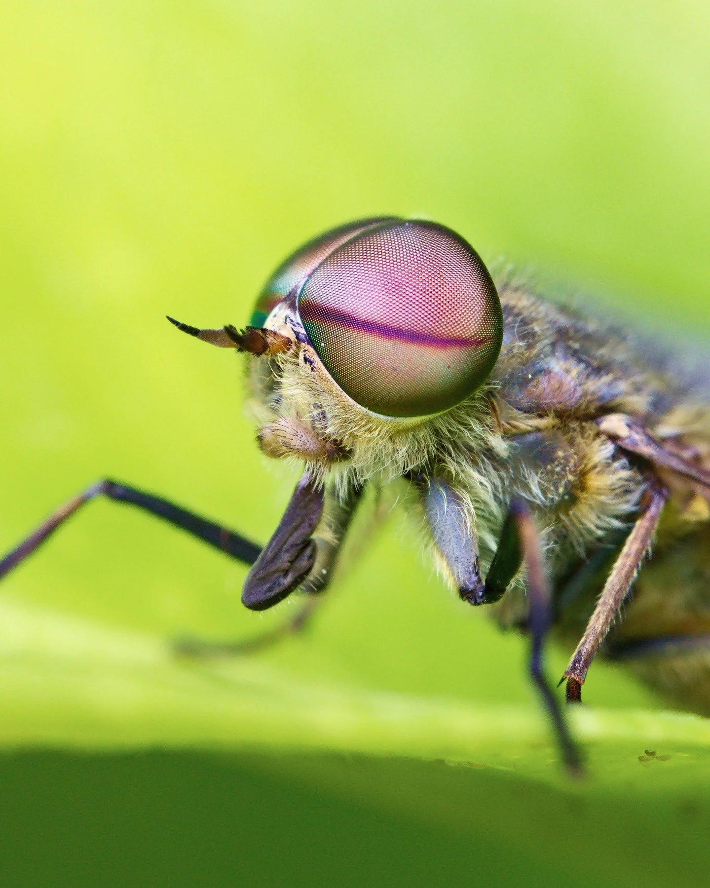 L'&eacute;t&eacute;, c'est aussi l'occasion&hellip; de trouver de belles mouches sur son chemin !!

1. Tabanus bromius
2. Hermetia illucens
3. Chloromyia formosa
4. Liancalus virens

#SauveterreDeBearn #NatureEnFrance #FloreFaune #NatureLocale #Petit