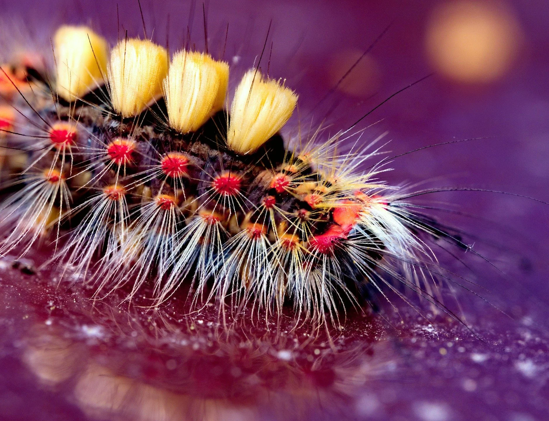 Pour commencer la semaine #NationalMothWeek, on d&eacute;bute avec des b&eacute;b&eacute;s spectaculaires : ici, une chenille Orgyia antiqua (🇫🇷 &Eacute;toil&eacute;e - 🇬🇧 Rusty Tussock Moth) ! 

#lepidoptera #moth #papillondenuit #chenille