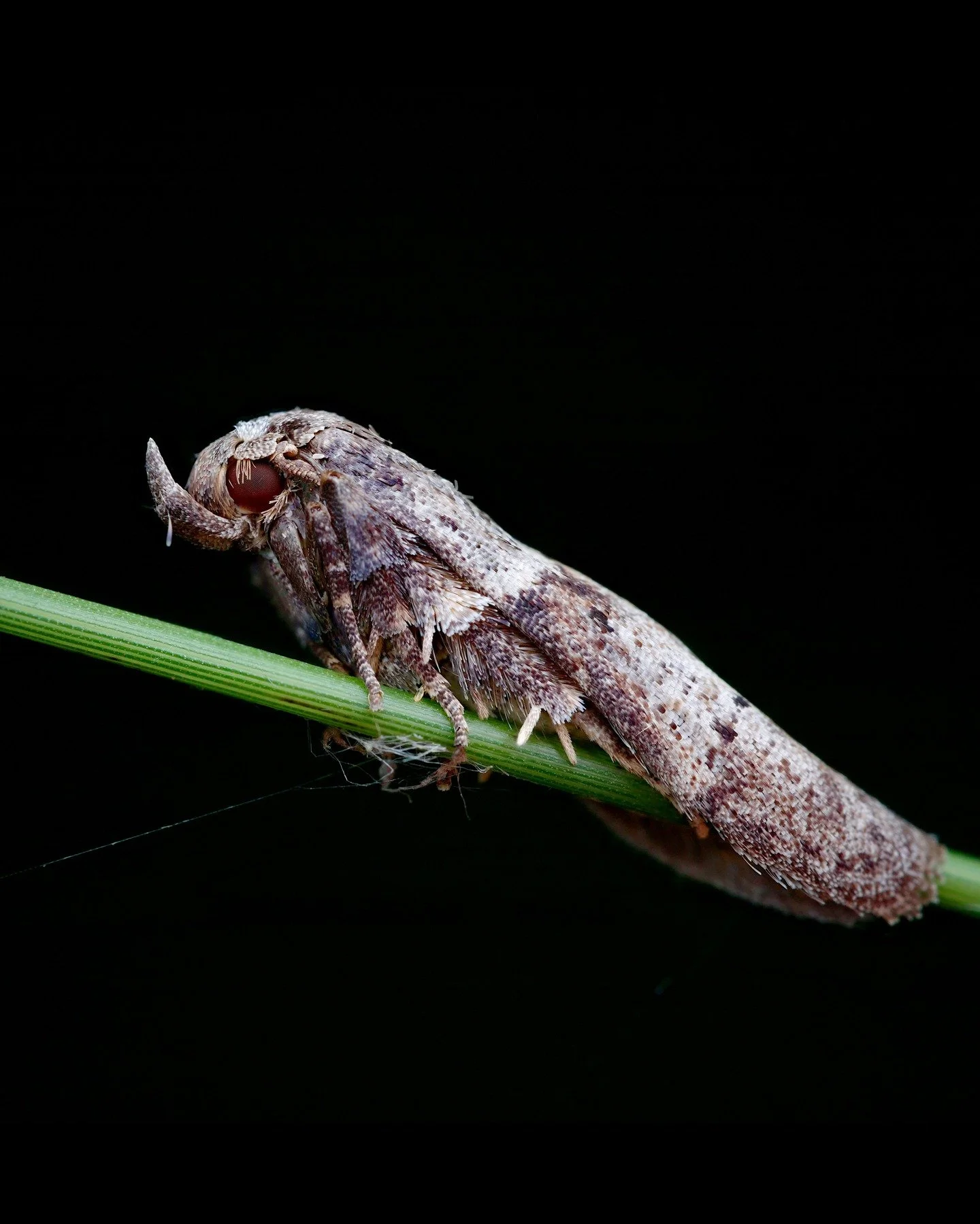 Trop contente d&rsquo;avoir crois&eacute; hier, mon tout premier papillon de nuit adulte de cette #mothweek ! Regardez-moi cette beaut&eacute;, probablement du genre Blastobasis.

J&rsquo;adore la fa&ccedil;on dont ses ailes tombent comme une cape, d
