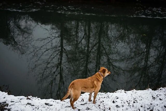 It&rsquo;s been an eventful winter here and I&rsquo;m finally re-invigorating @mcdowellphotoproject! Life sure takes us all on a beautiful and wild ride and what better way to remember those seasons than with photographs. Let&rsquo;s look for the goo