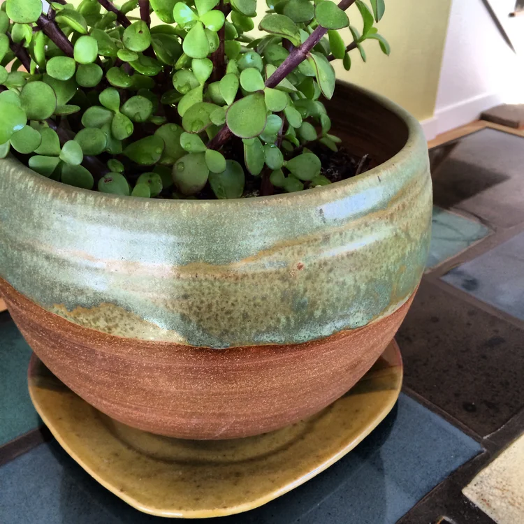 plants — Lulu Ceramics