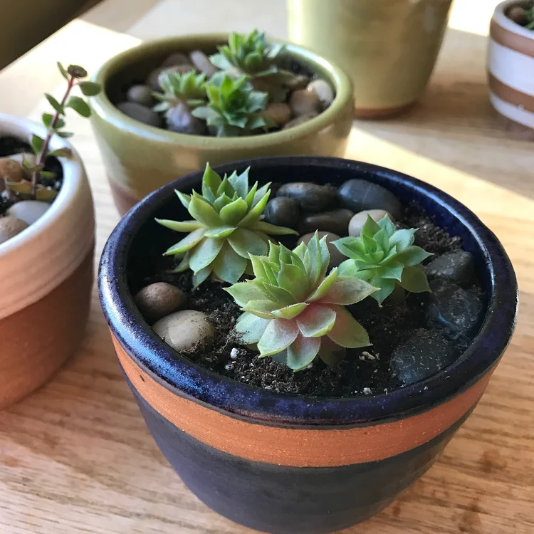 plants — Lulu Ceramics