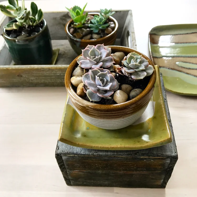 plants — Lulu Ceramics