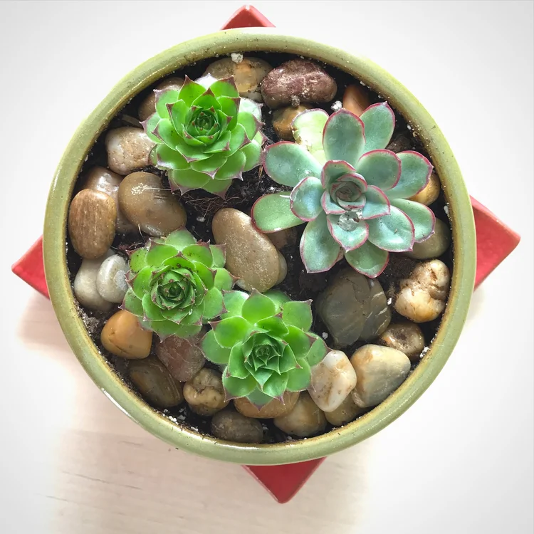 plants — Lulu Ceramics