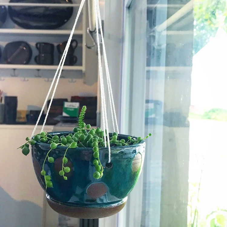plants — Lulu Ceramics