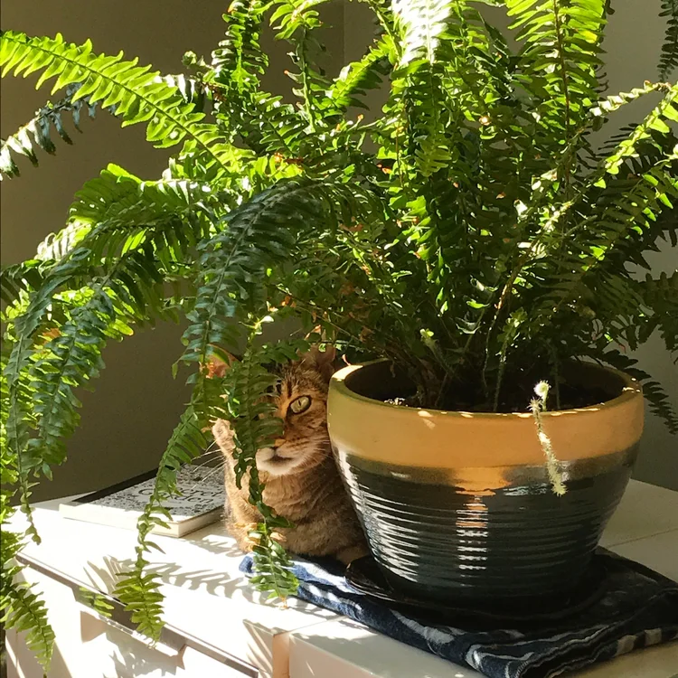 plants — Lulu Ceramics