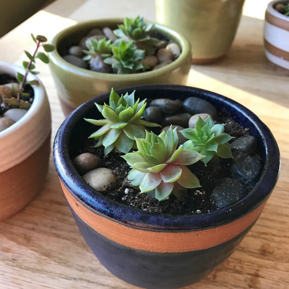 small plant pots  Lulu Ceramics
