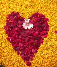 Flower petal display on Valentine’s Day