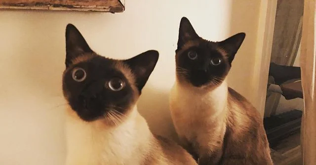 Happy Birthday To These Two - #oliverandarchimedes - Nov 2, 2019