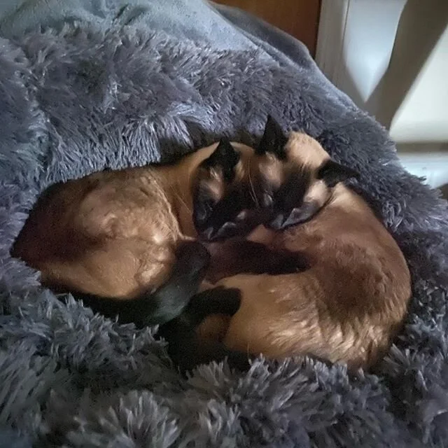 #archimedesandoliver #siamesecat #siamesecats #catsofinstagram @siamesecatsofinstagram #iphone11 @apple #lowlightphotography