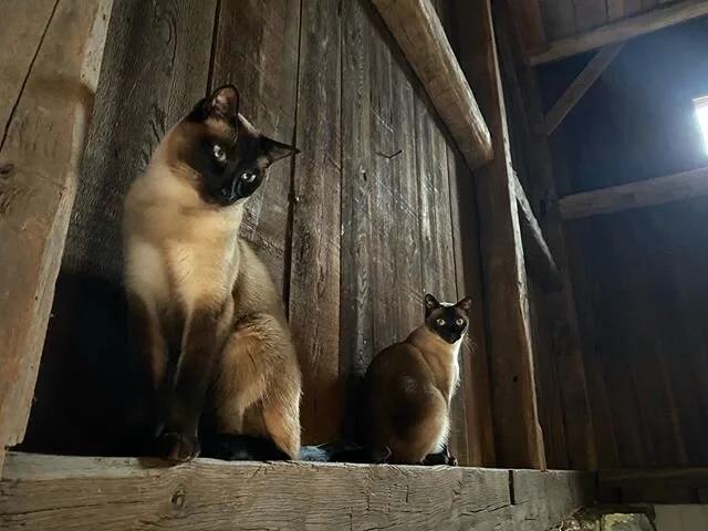 My boys in a barn
