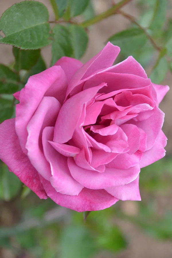 Fragrant Plum