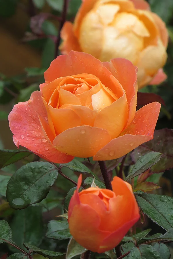 Lady Emma Hamilton