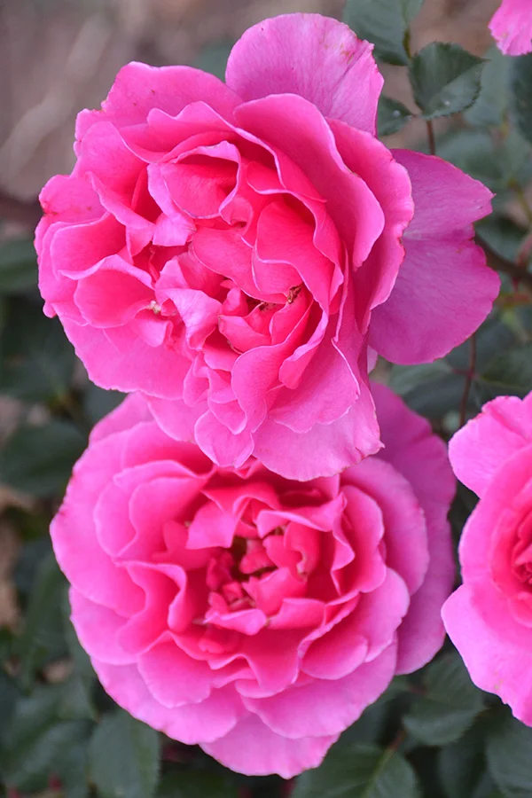 Princess Alexandra