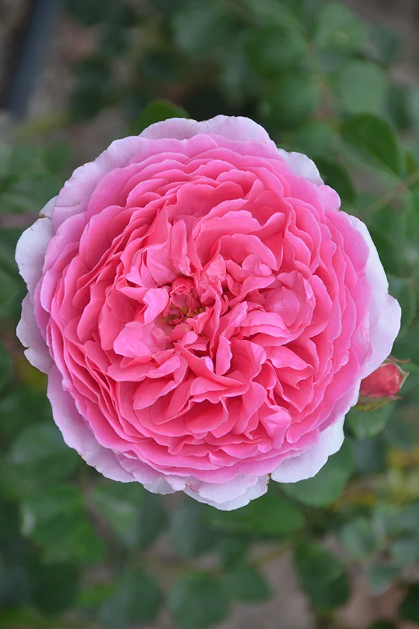 Princess Alexandra of Kent