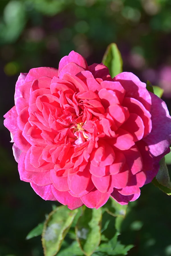 Sophy's Rose