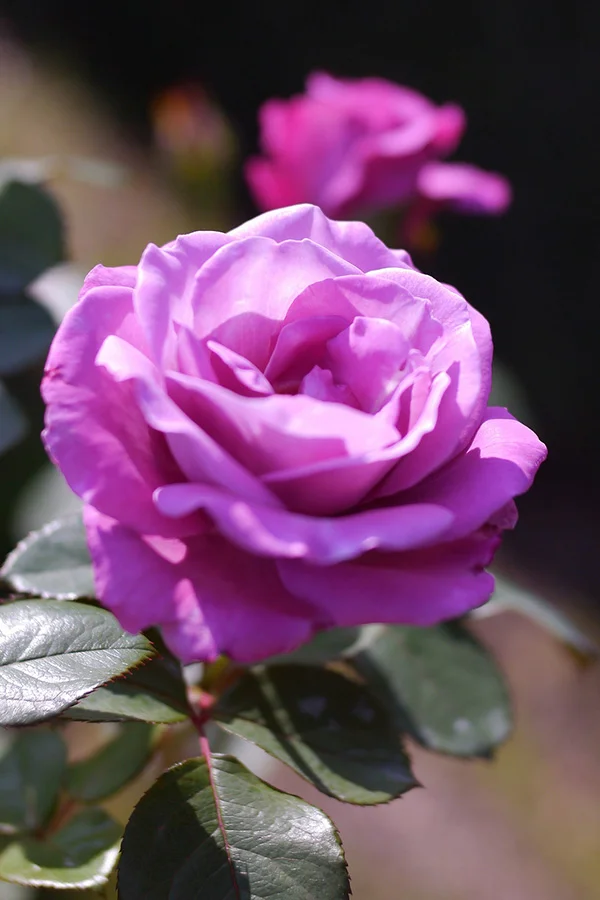 Royal Amethyst