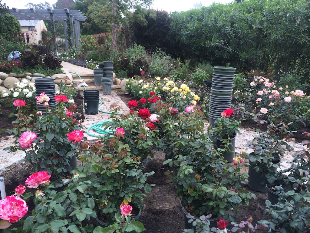 Rose Garden 8.jpg