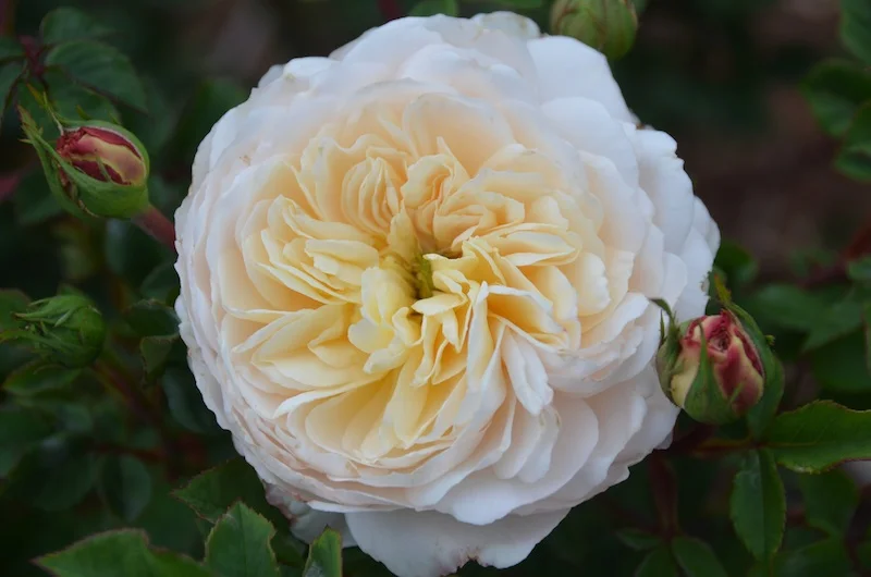 Crocus Rose - Tea