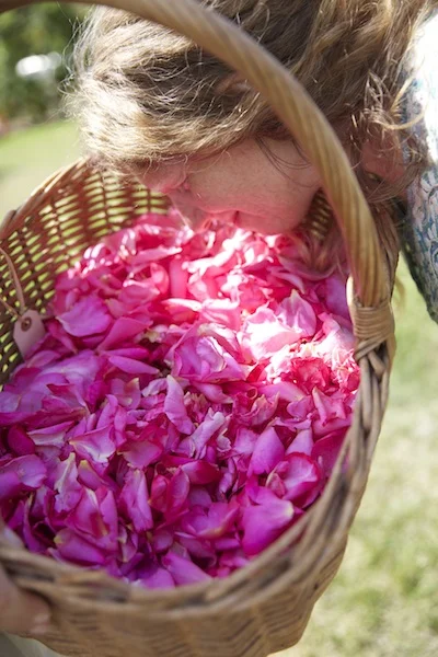 Thoughts on the Scent of  a Rose