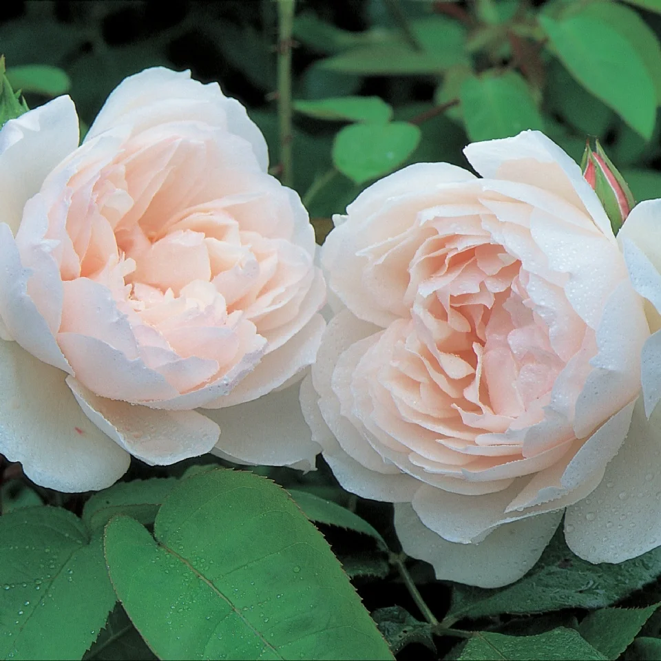Generous Gardner