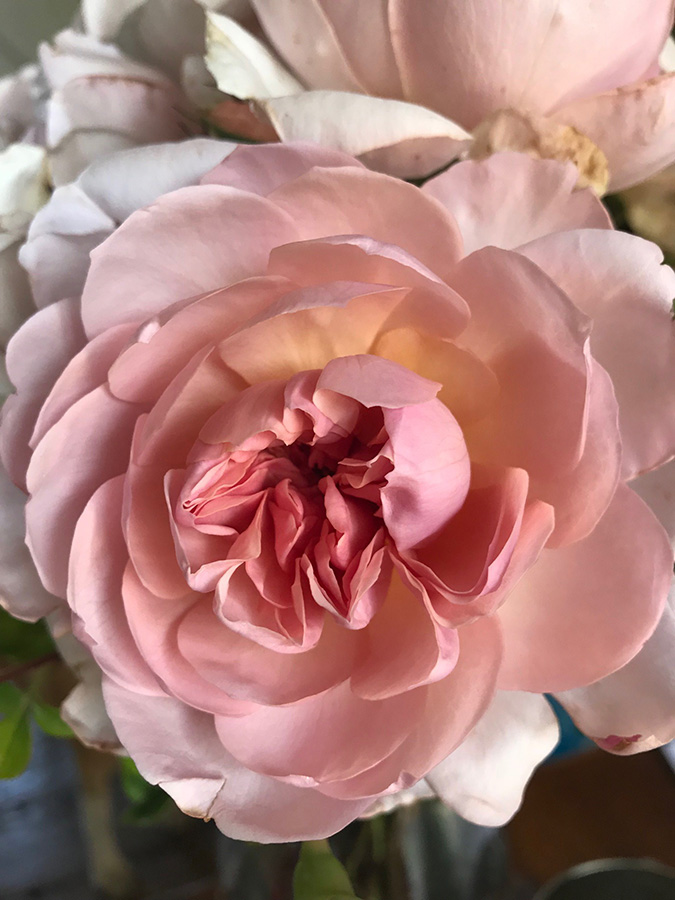 Browse Roses by Name — Rose Story Farm
