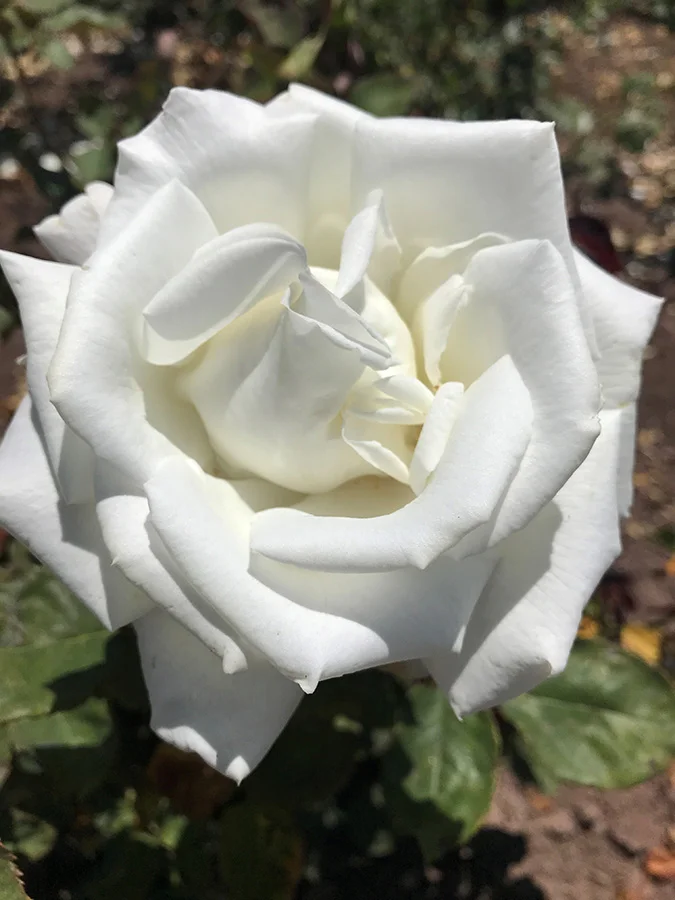 Shirley's Bouquet