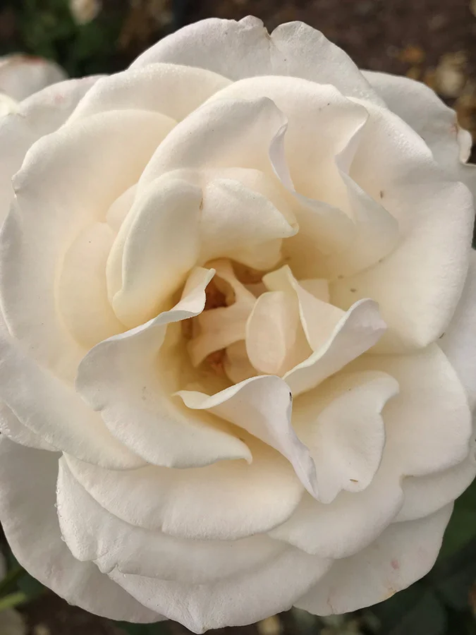 White Roses Gallery — Rose Story Farm