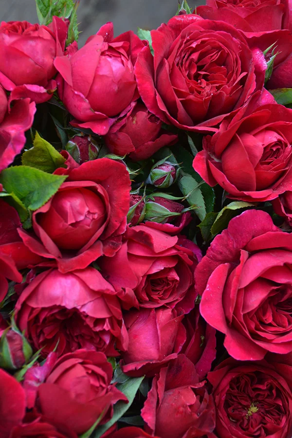 Red Roses Pictures Gallery