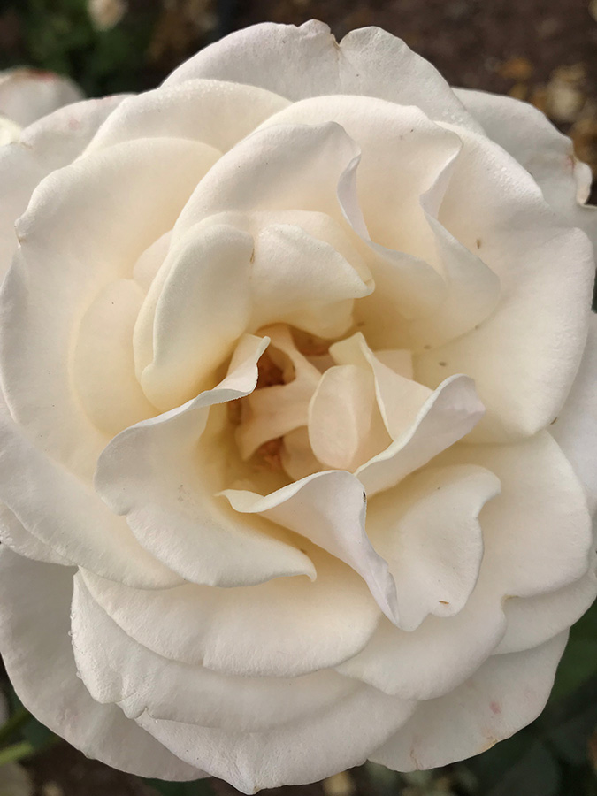 Browse Roses by Color — Rose Story Farm