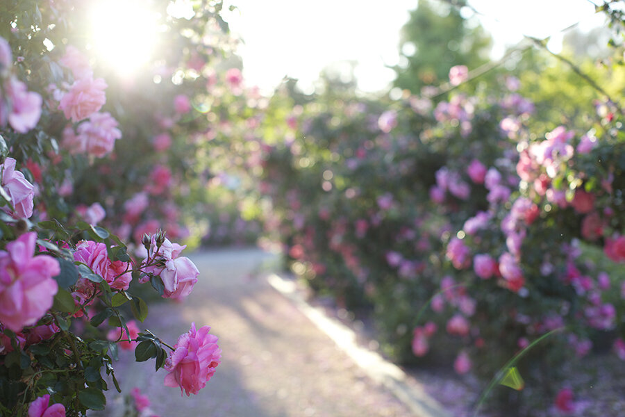 Garden & Floral Services — Rose Story Farm
