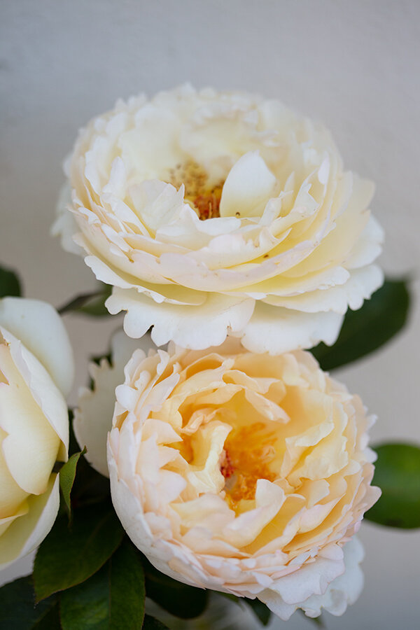 Garden Roses Cream Piaget (Classic)