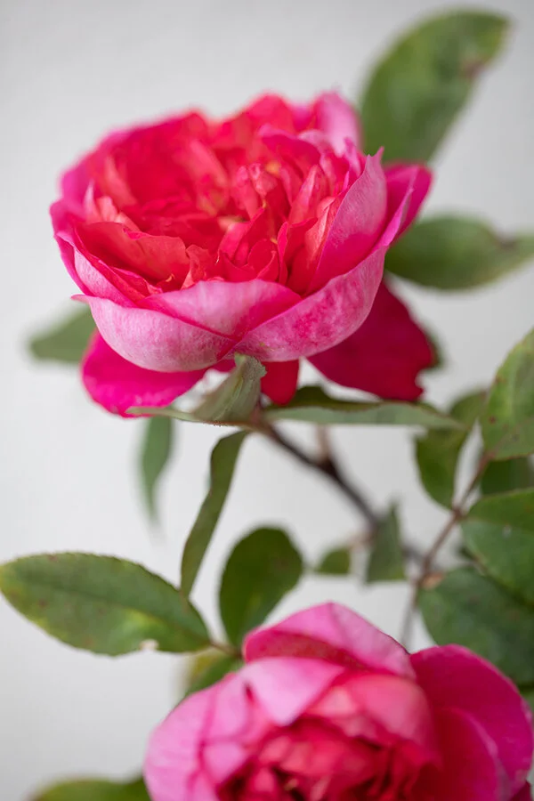 Dark Pink Roses Rose Story Farm Dark Pink Roses Rose Story Farm