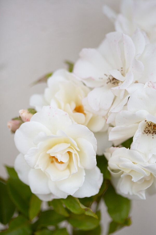 White Roses