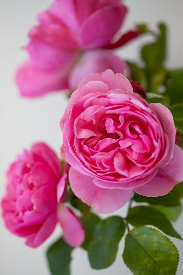 Medium Pink Roses