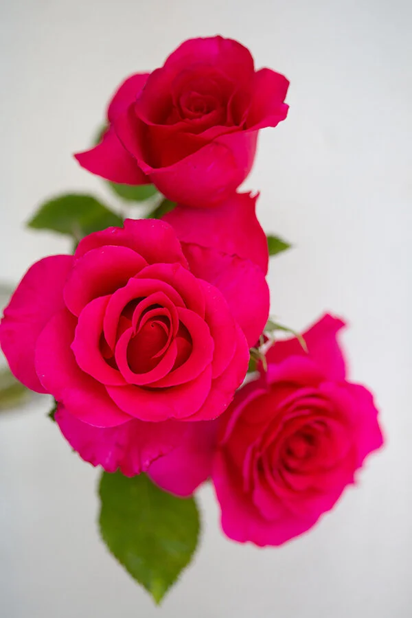 Dark Pink Roses Rose Story Farm Dark Pink Roses Rose Story Farm