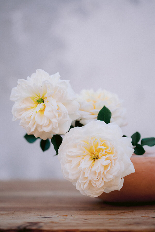 Cream & Ivory Roses — Rose Story Farm