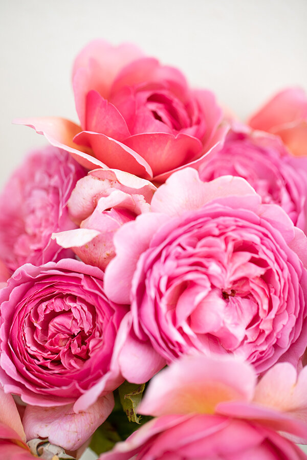 12 hot pink rose bouquet