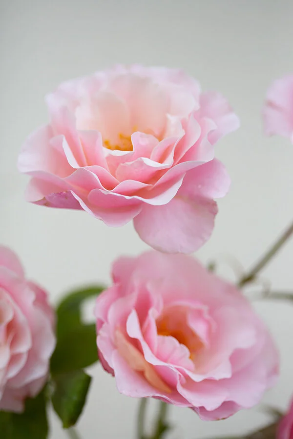 Apricot & Light Peach Roses — Rose Story Farm