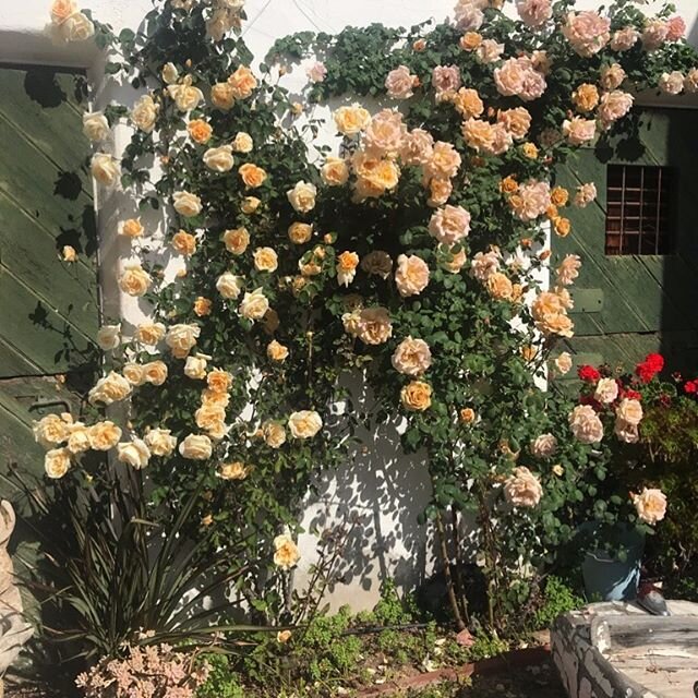 Just can&rsquo;t get over this Butterscotch. Changes daily, getting prettier and prettier.. we have a few 1 gallons left and a very few 5&rsquo;s. If interested, please email info@rosestoryfarm.com for pricing and ship quote .. continental US only.  