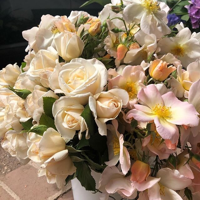 A new favorite combo:  SHIRLEY&rsquo;s Bouquet and Sally Holmes.. these are both terrific plants.  Plant them side by side and delight in the subtle colors (not to mention fragrance) throughout the season. #creamroses #stopandsmelltheroses #plantaros