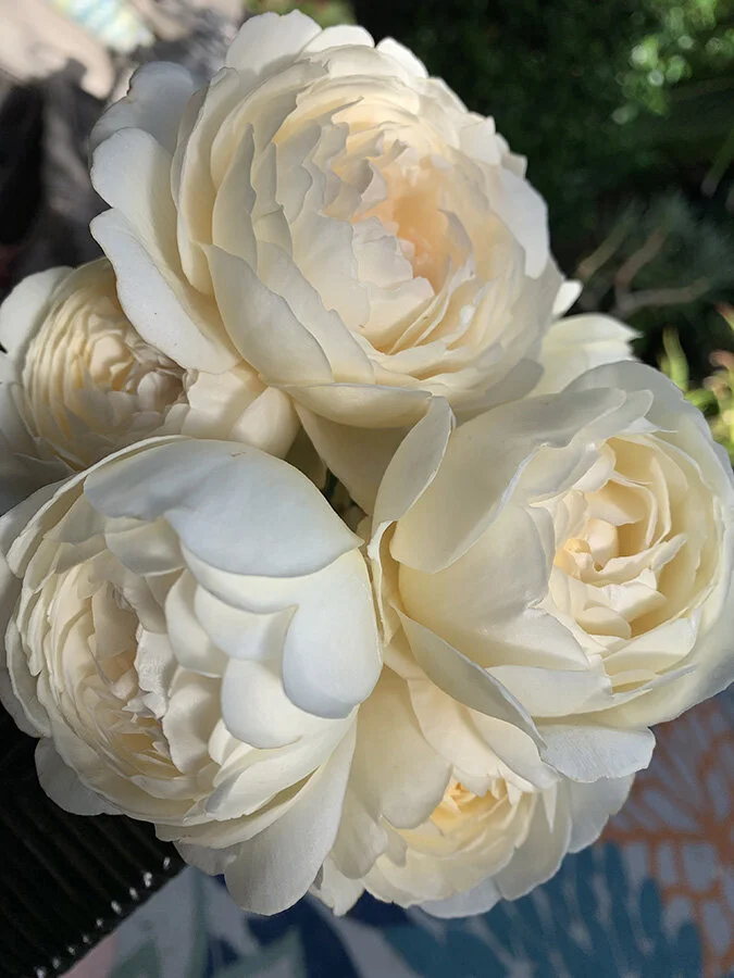 Irory Colored Roses What Do Ivory Roses Mean