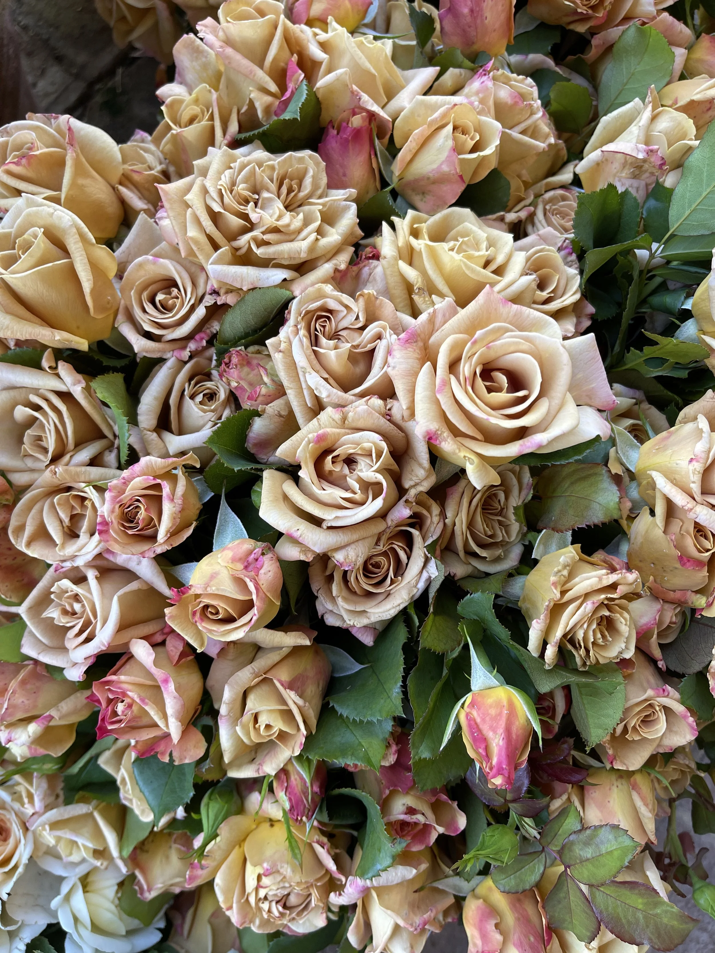 5 Gallon - non DA rose