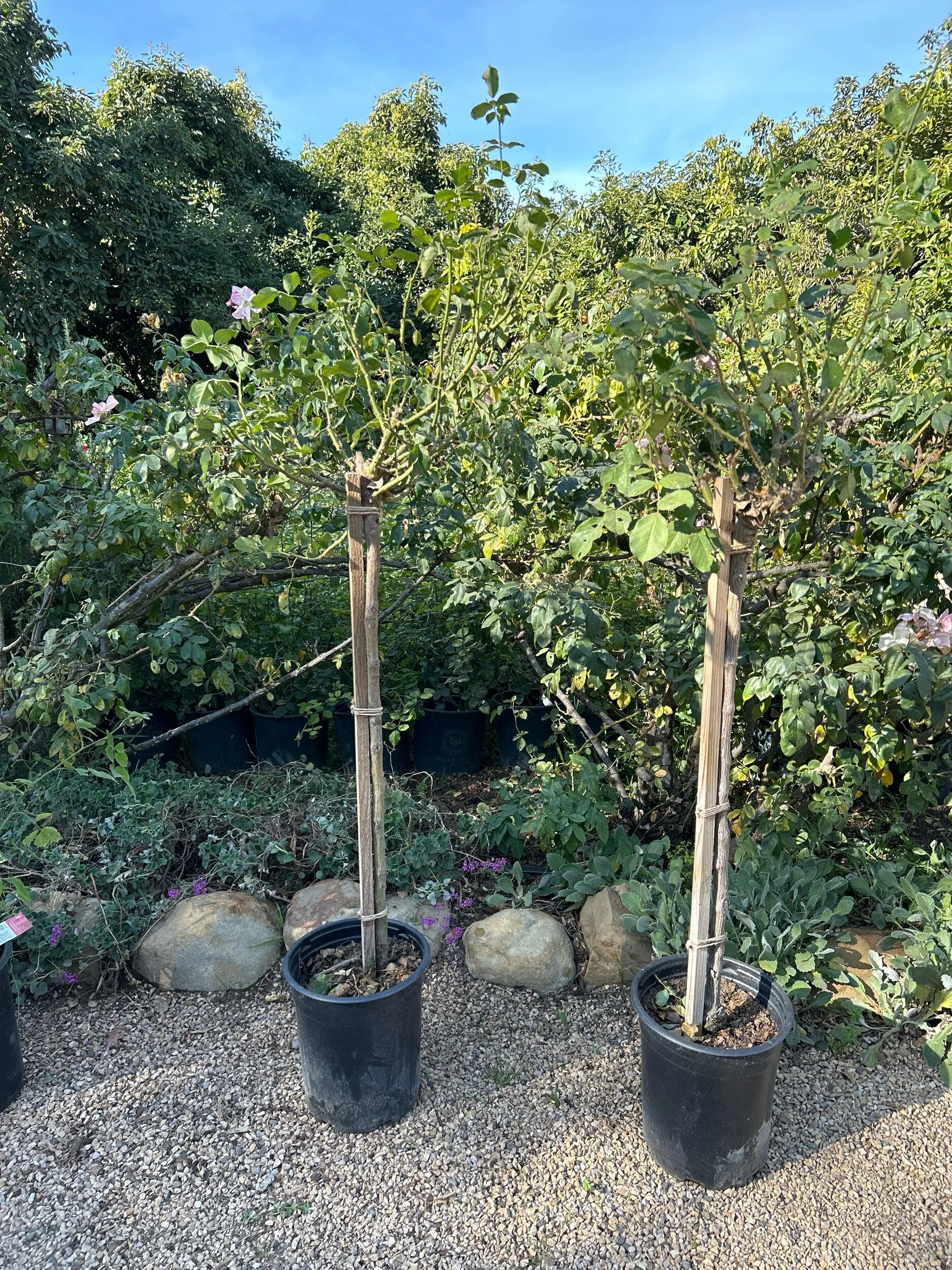 AE048626-2EBE-421E-97CD-7DE629BA9979