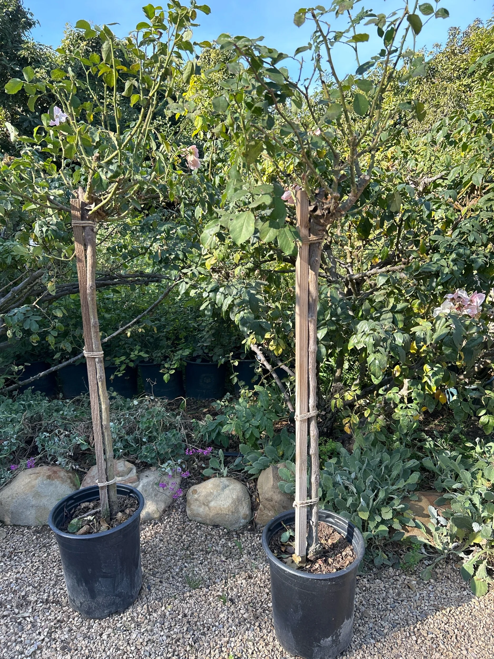 9AB4FE12-E89B-431D-94A4-8EDD0E05A0B9