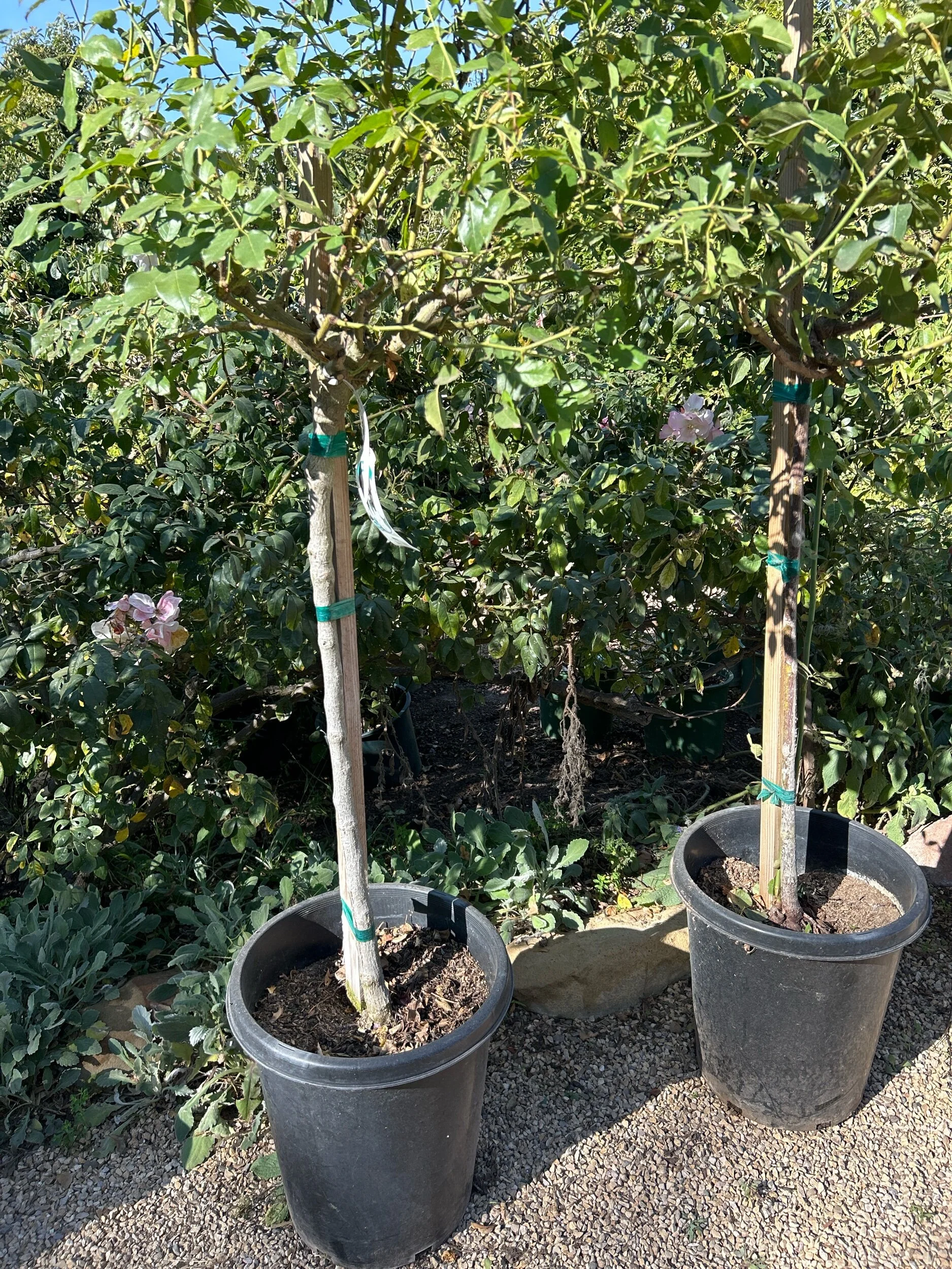 3EF9633C-E826-46FE-80DD-E36C2B9941FE