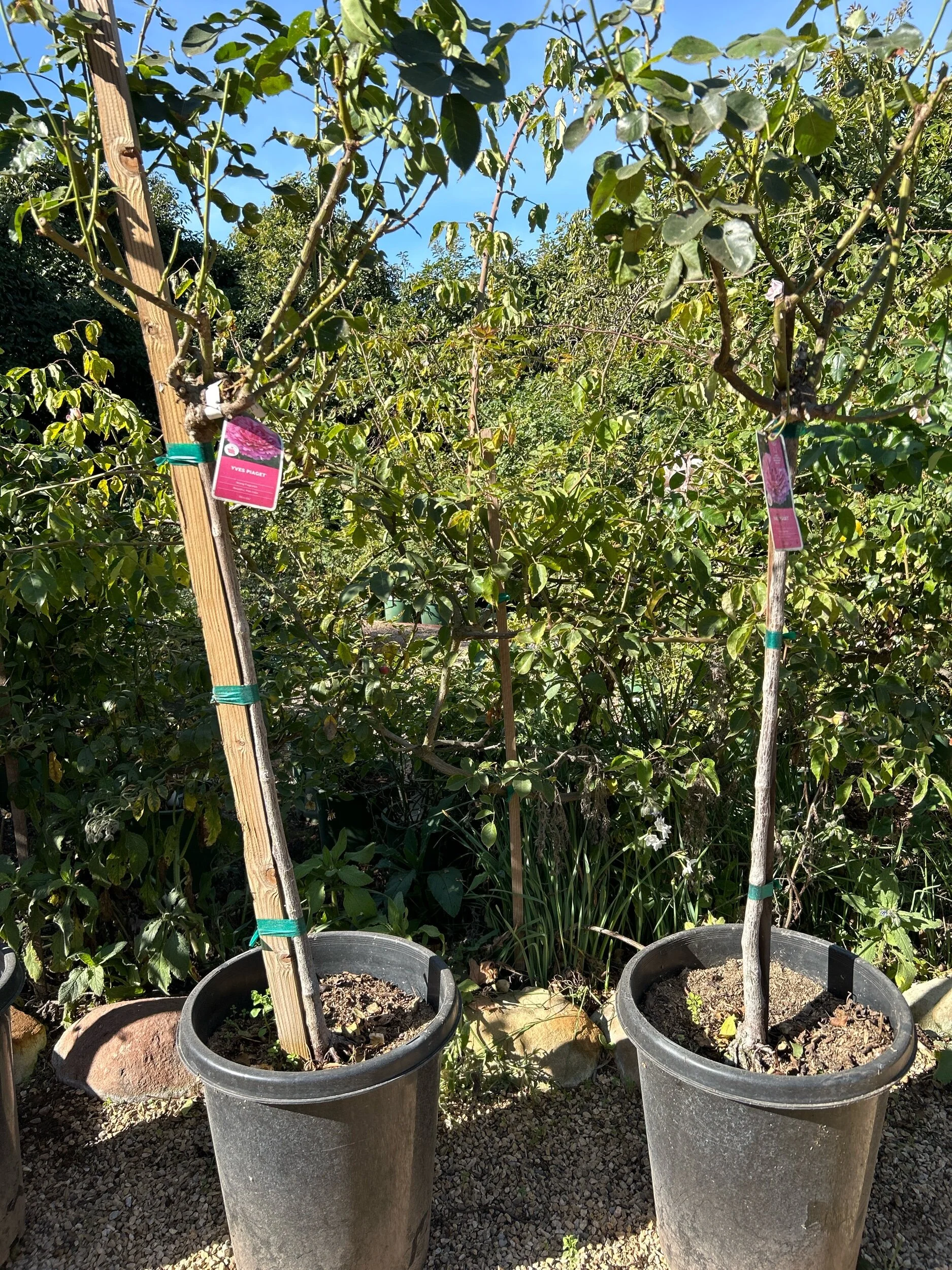 2225E76B-0EBE-4C5F-9DA6-75578AC1E683